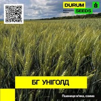 Насіння пшениці BG Unigold (озима / остиста) - Biogranum D.O.O., (Болгарія)