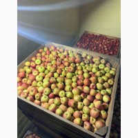 Продам Яблука з Холодильника