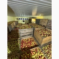 Продам Яблука з Холодильника