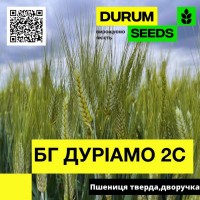 Насіння пшениці BG Duriamo 2S (дворучка / тверда) - Biogranum D.O.O., (Сербія)