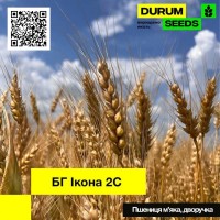 Насіння пшениці BG Ikona 2S (дворучка/остиста) - Biogranum D.O.O., (Сербія)