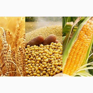 Закуповуємо відходи кукурудзи, пшениці, сої, соняшнику