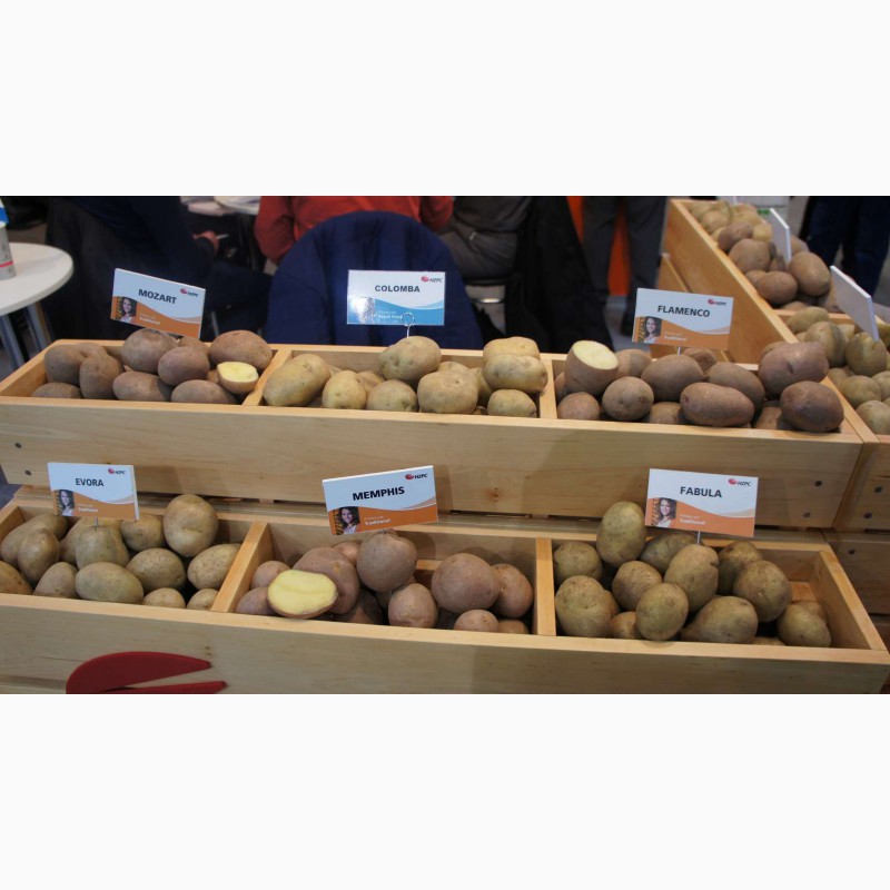 Купить семенной картофель Ривьера, Бела Роса и др. почтой ( картошка )
