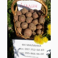 Купить семенной картофель Ривьера, Бела Роса и др. почтой ( картошка )