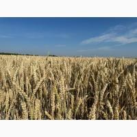 Богемія елітне насіння озимої пшениці