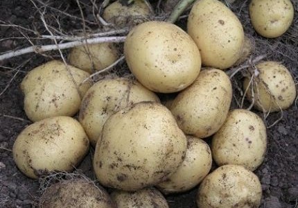 Продаем семенной картофель Ривьера I репродукции. Отправка по всей Украине