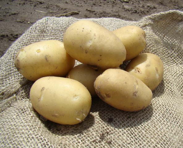Фото 2. Продаем семенной картофель Ривьера I репродукции. Отправка по всей Украине