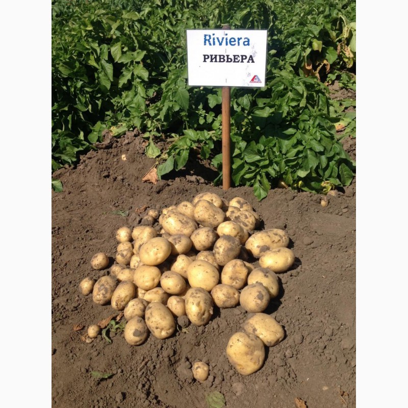 Фото 3. Продаем семенной картофель Ривьера I репродукции. Отправка по всей Украине