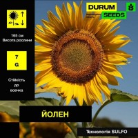 Насіння. Соняшник Iolen / Йолен (Durum Seeds)