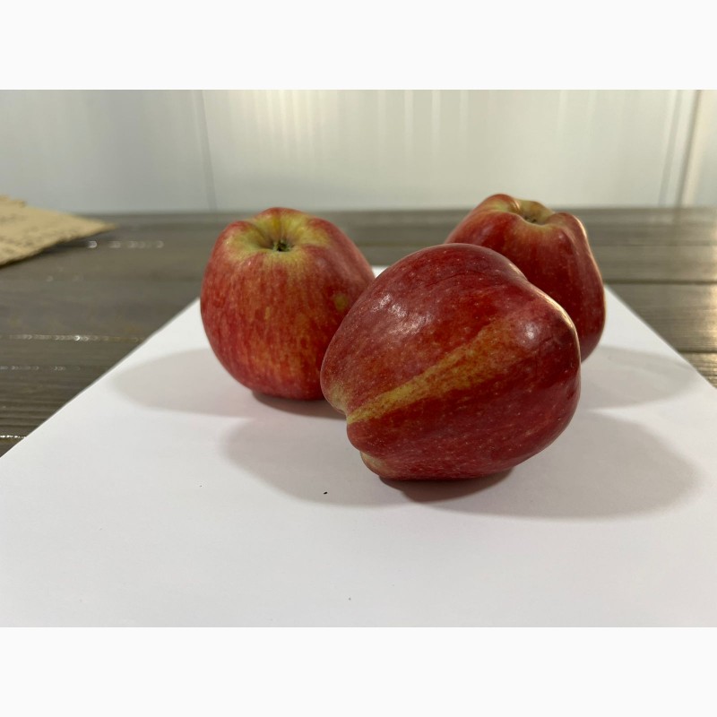 Фото 4. Продам яблука Ред Чіф