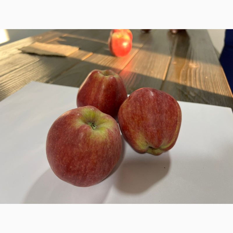 Фото 5. Продам яблука Ред Чіф