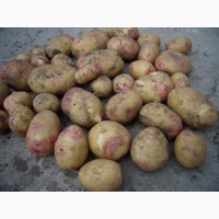 Продаем семенной картофель Пикассо I репродукции. Отправка по всей Украине